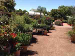 Also a Plants Plus branded nursery, 