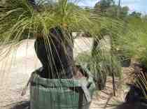 Grasstrees Australia, Perth WA