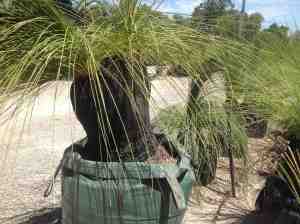 Grasstrees Australia, Perth WA